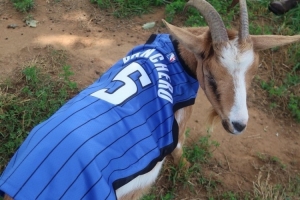 搞事？魔術(shù)官媒曬2頭羊（GOAT）身穿班凱羅&小瓦格納球衣的照片