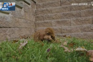 新的球隊領(lǐng)袖！馬克西帶愛犬參加全美犬展幕后花絮！